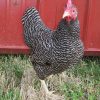 Barred Rock Bantam Barred Rock Bantam