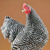 Barred Rock Bantam Barred Rock Bantam