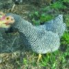 Barred Rock Bantam Barred Rock Bantam