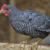 Barred Rock Bantam Barred Rock Bantam