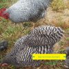 Barred Rock Bantam Barred Rock Bantam