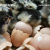 Black Australorp Hatching Eggs Black Australorp Hatching Eggs