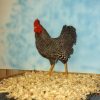 Barred Rock Bantam Barred Rock Bantam