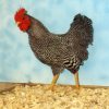 Barred Rock Bantam Barred Rock Bantam