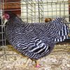 Barred Rock Bantam Barred Rock Bantam