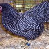 Barred Rock Bantam Barred Rock Bantam