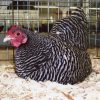 Barred Rock Bantam Barred Rock Bantam