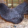 Barred Rock Bantam Barred Rock Bantam