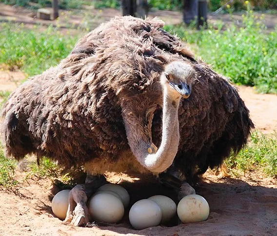 Ostrich Hatching Eggs for Sale Ostrich Hatching Eggs for Sale