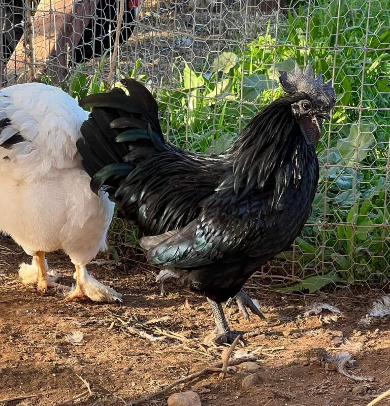 AYAM CEMANI MATURE ROOSTERS