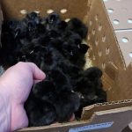 AYAM CEMANI MATURE ROOSTERS