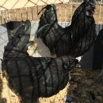 Ostrich Hatching Eggs for Sale Ostrich Hatching Eggs for Sale