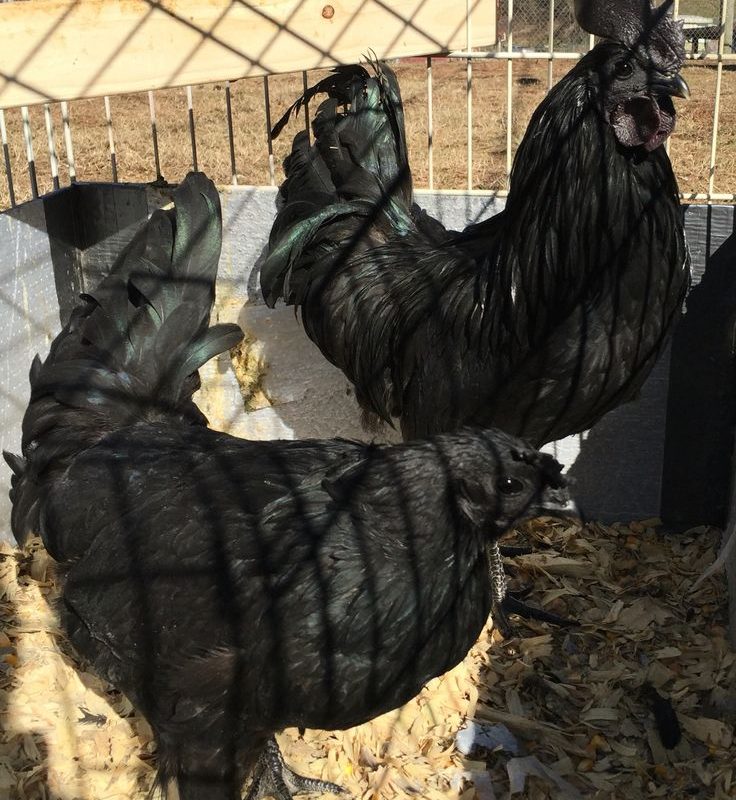 AYAM CEMANI BREEDING PAIRS & TRIOS