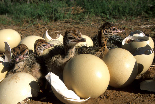 Ostrich Hatching Eggs for Sale Ostrich Hatching Eggs for Sale
